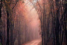 丁立人逼平古克什 新加坡国际象棋世锦赛末轮见分晓.